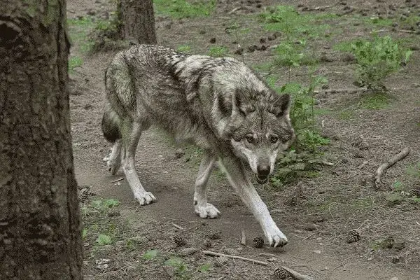Der graue Wolf